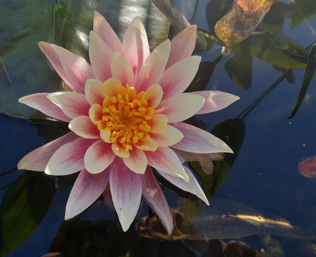 Images 5 Elements Fire & Waterscapes Inc