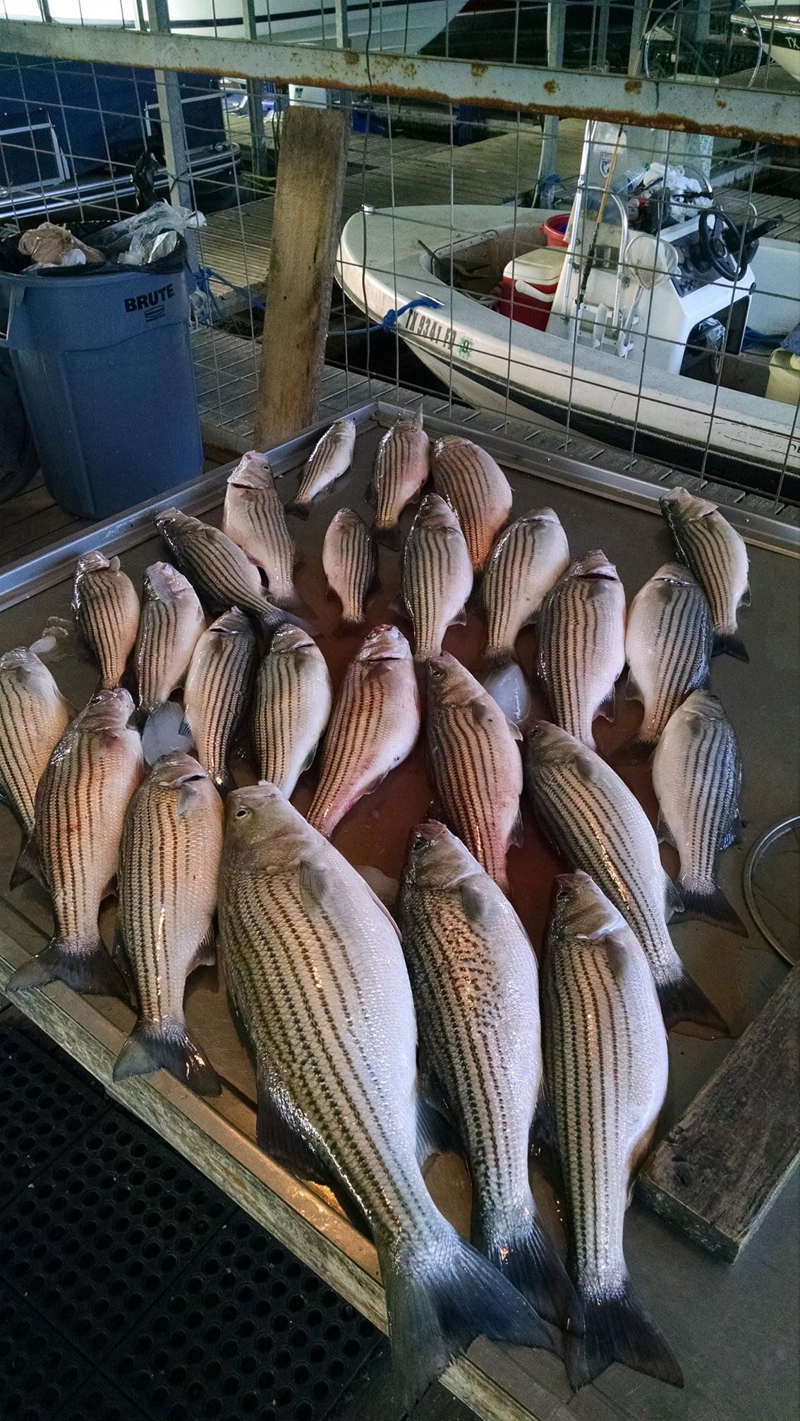 Capt Steve Barnes Lake Texoma Striper Fishing Guide Photo