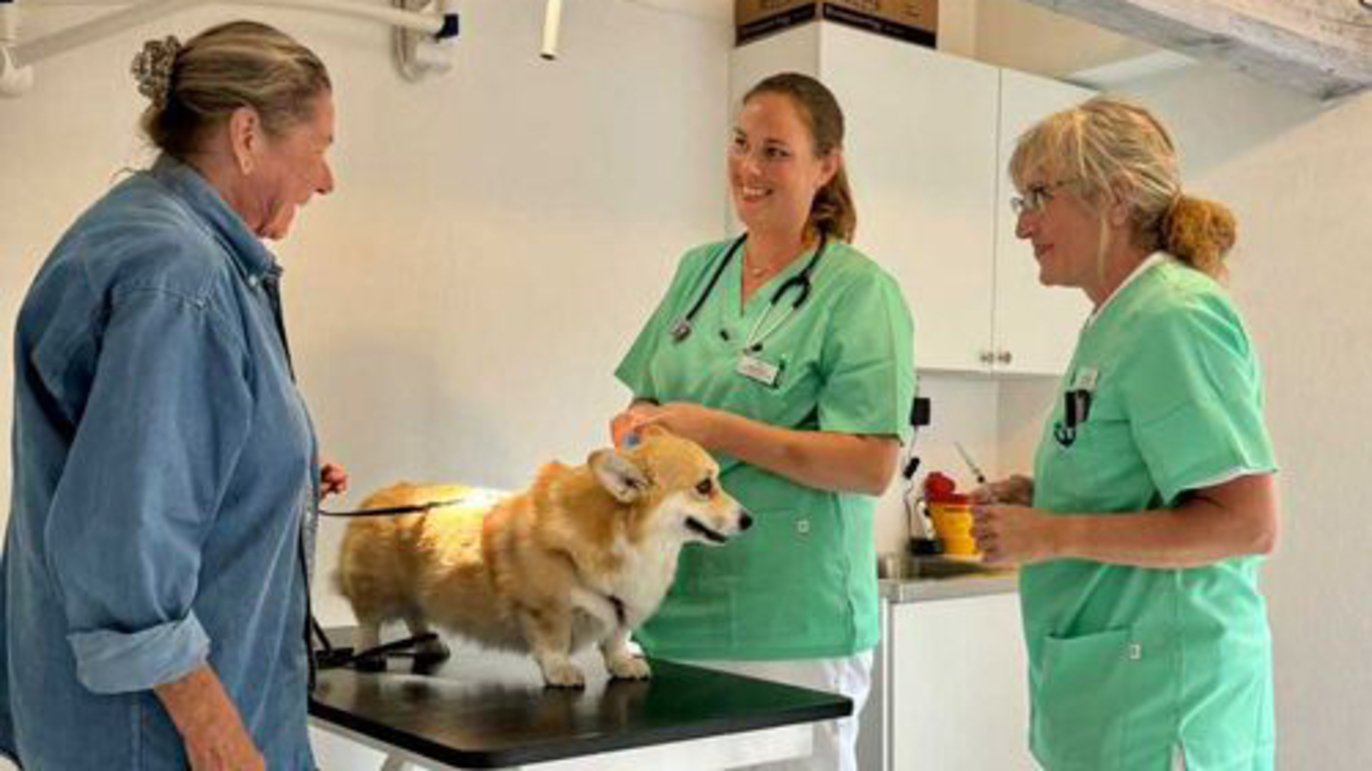 Images Mitt Hjärta Lorensdals Veterinärklinik AB