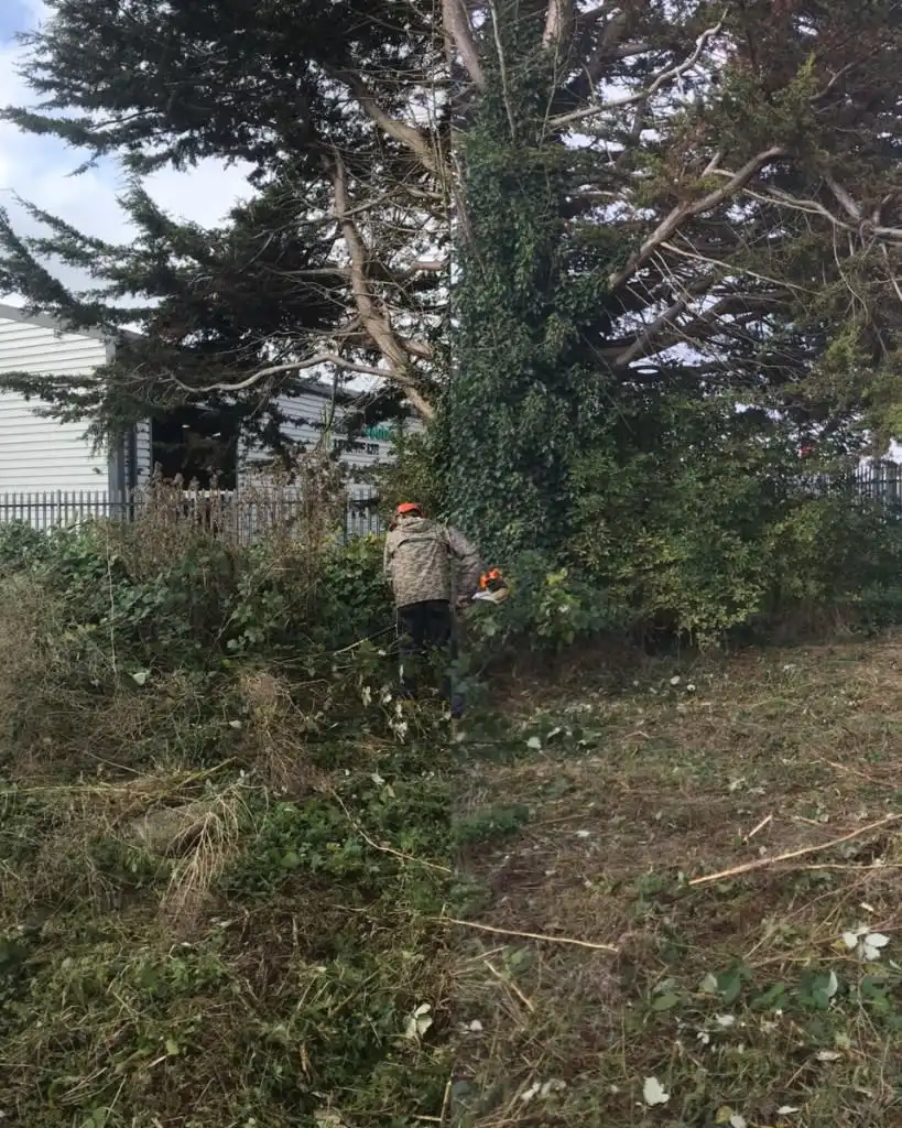 Images Wincanton Tree Care