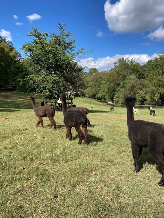 Images Alpaca Lane Criations