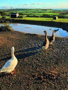 Ardmore Open Farm and Mini Zoo 7