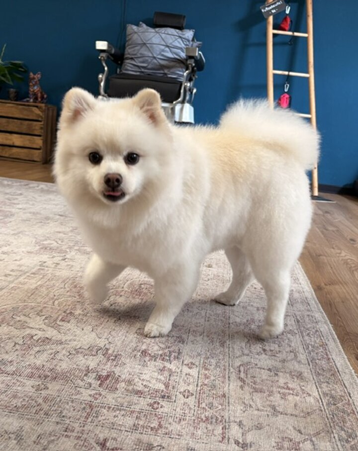 Artgerecht-dogspa, Gereonstraße 10 in Willich