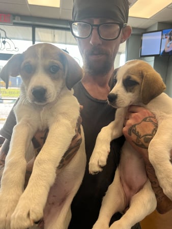 Images PetWellClinic - Emory Rd