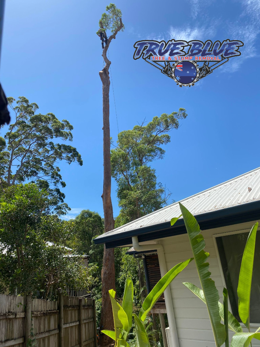 Tree Removal True Blue Tree and Stump Removal Glass House Mountains 0475 069 375