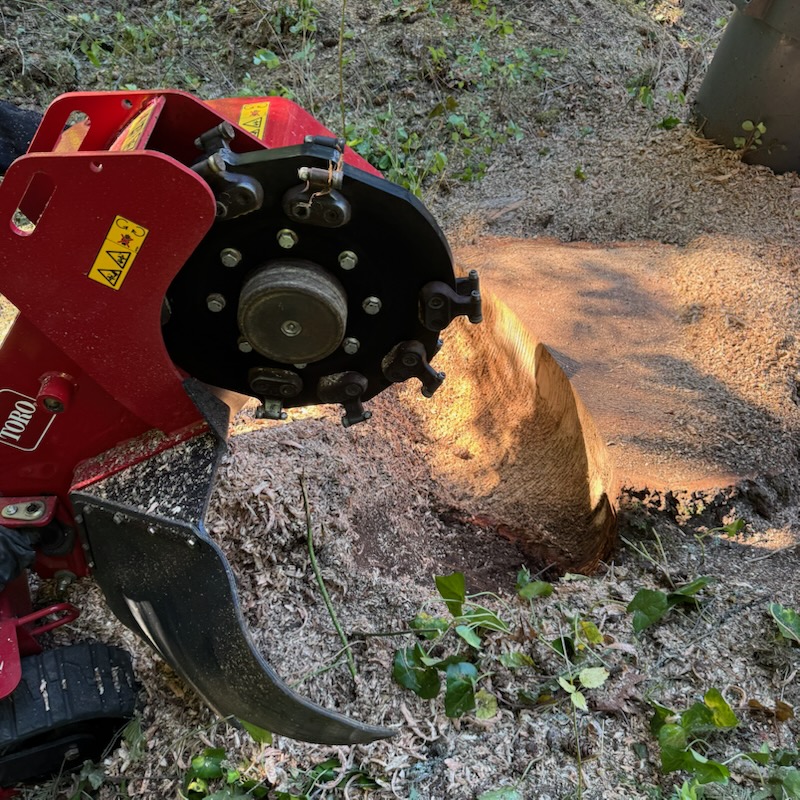 Images Alexa's Tree Service