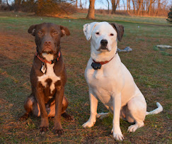 Images Molasses Creek Dog Training, LLC