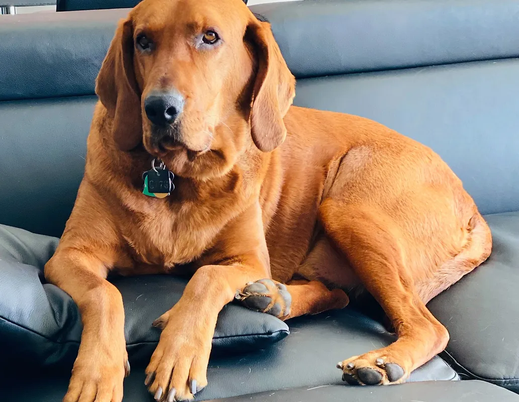 A medium shot captures a large, reddish-brown dog with floppy ears lying on a black leather couch. The dog is looking towards the camera with a relaxed posture. A green and yellow tag is visible on its collar.