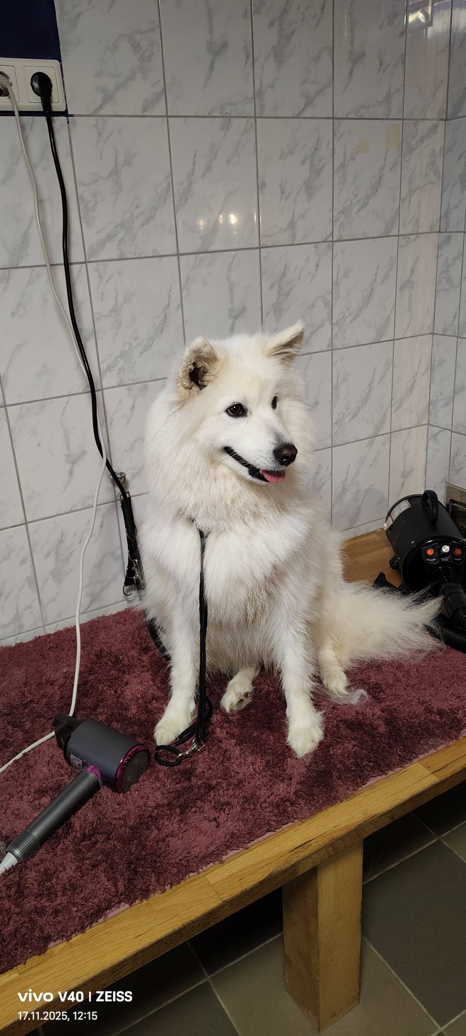 Bild 8 von Funny Crazy Dogs - Hundesalon