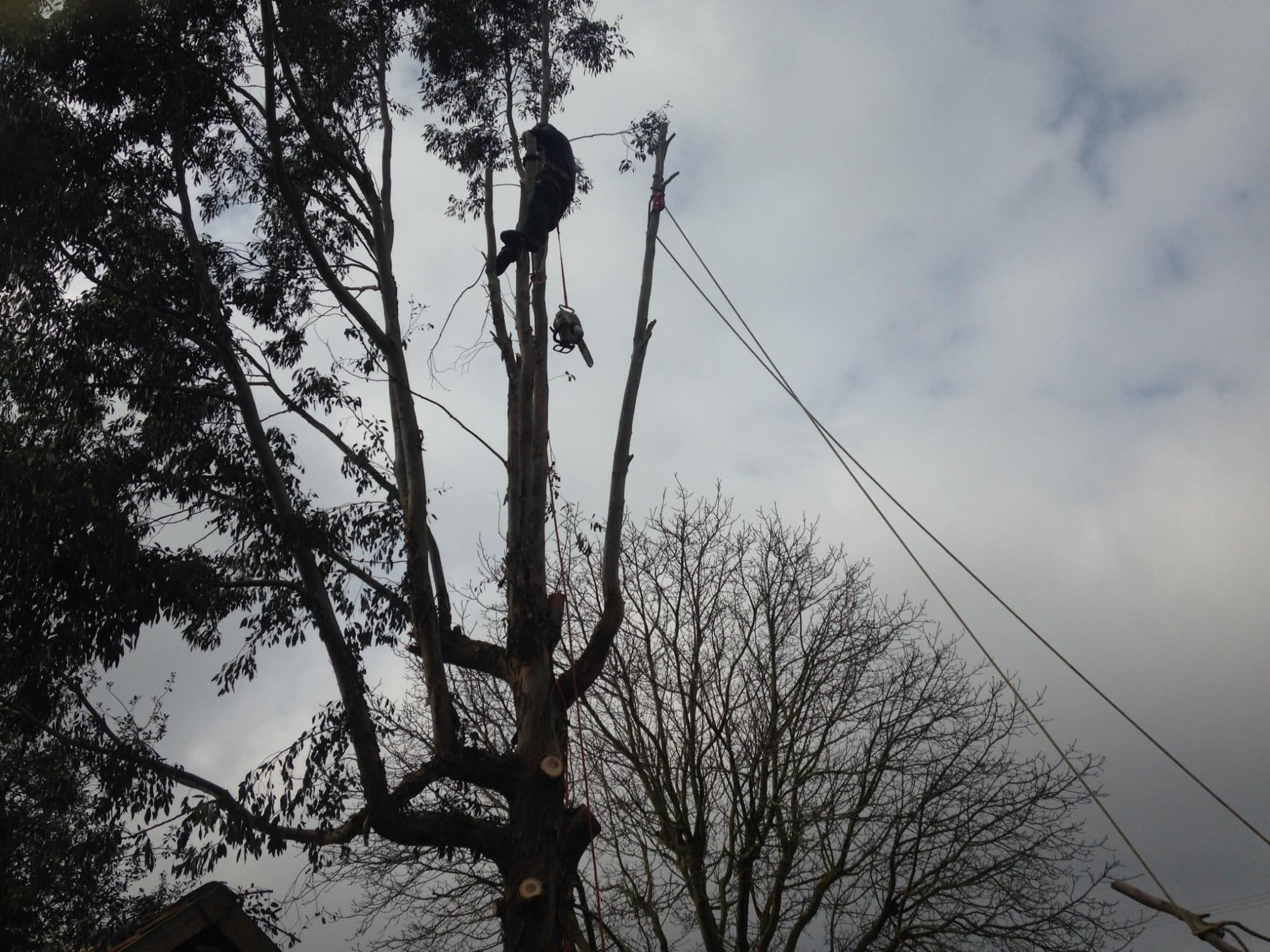 Images Ms Tree Care Ltd