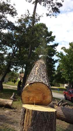 Images TNT Tree Service