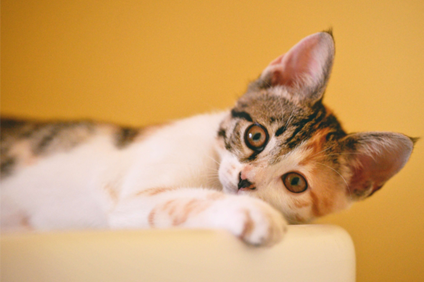 Images Namsen Dyrehospital AS