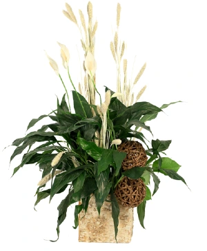 Images Flare N' Flowers