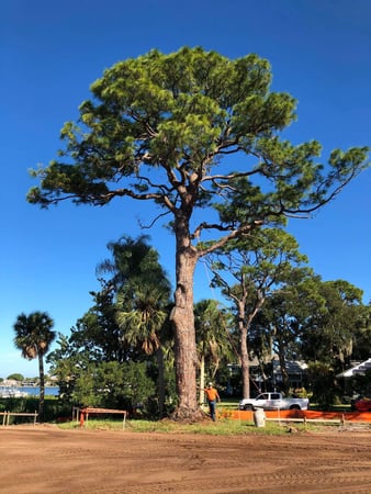Images Olive Branch Tree Care