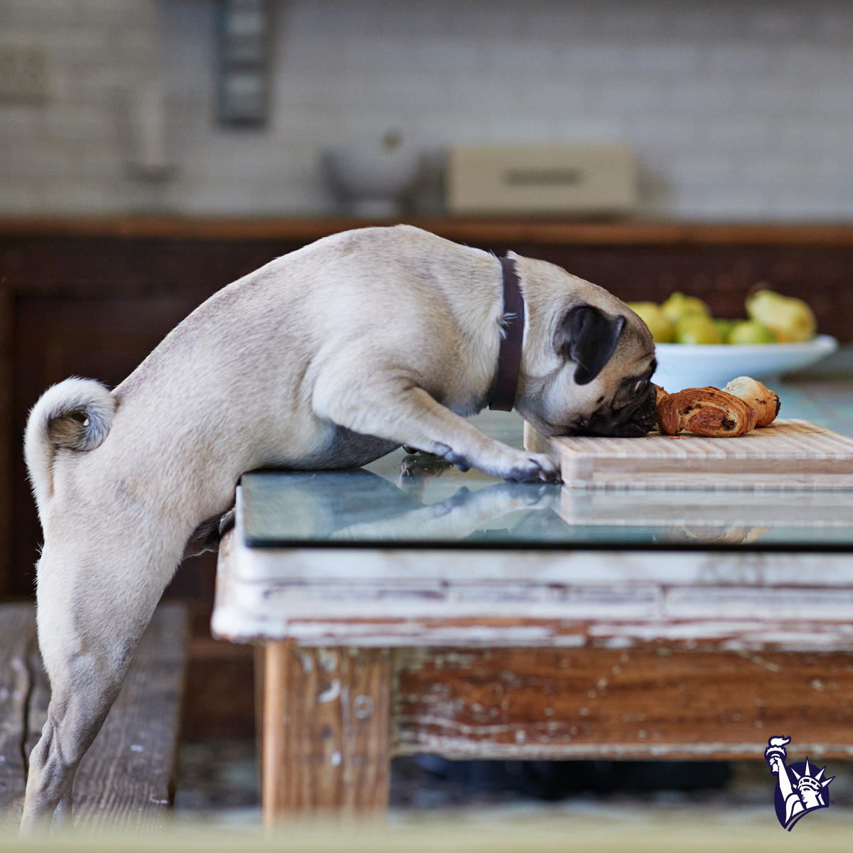 Pug eatting