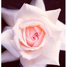 Personal Make-Up and Skin Care Consulant