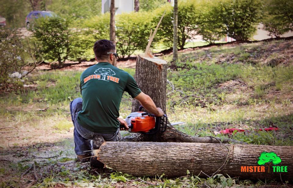 Mister Tree Service Photo