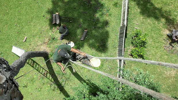 Images TNT Tree Service