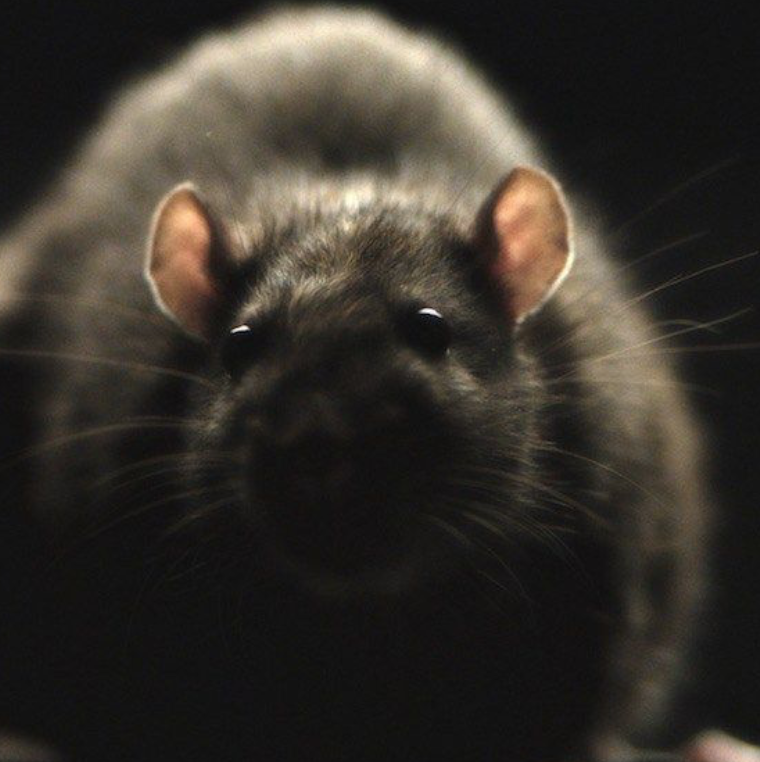 Pest exclusion services