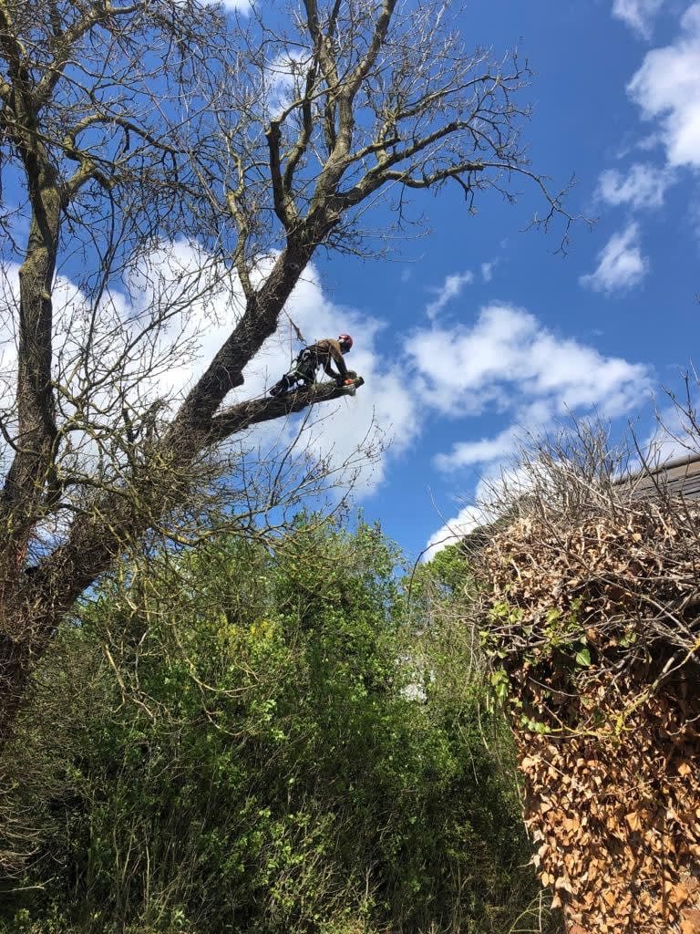 Images Ms Tree Care Ltd