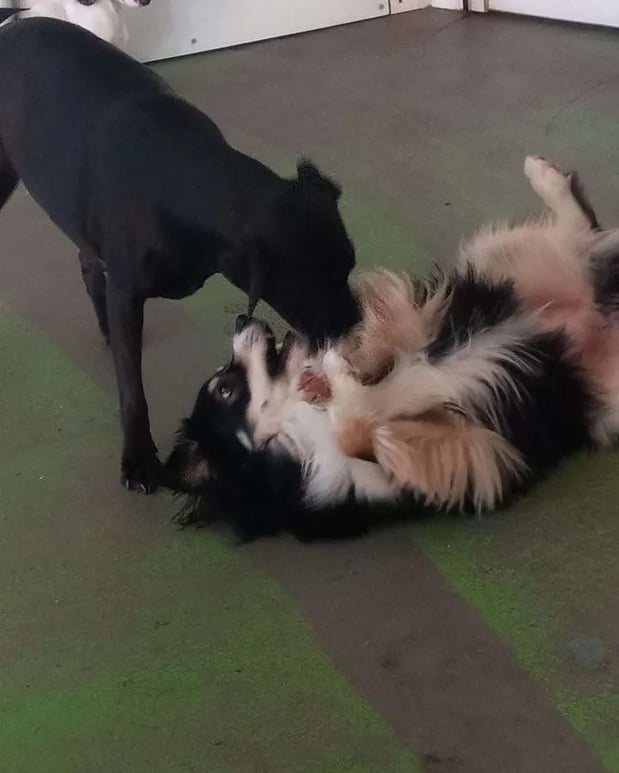 Images Wagging Tails Doggie Daycare & Boarding