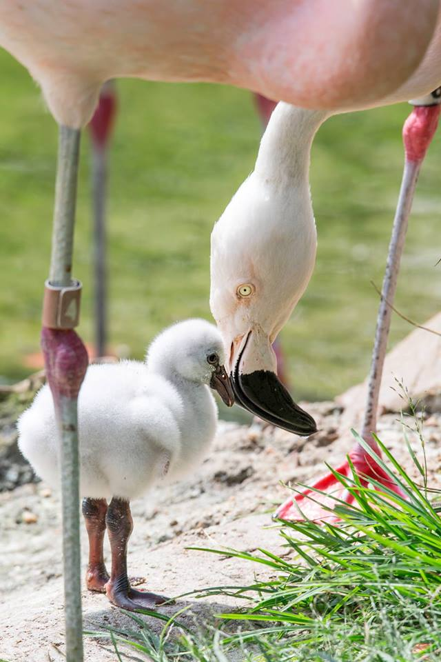 Memphis Zoo Photo