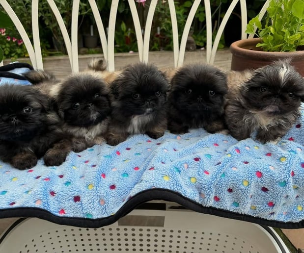 Images Puppies For Sale
