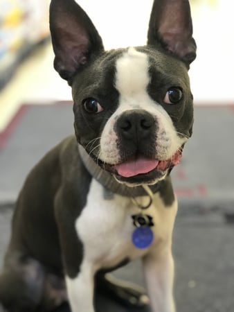 Images Melrose La Brea Animal Hospital