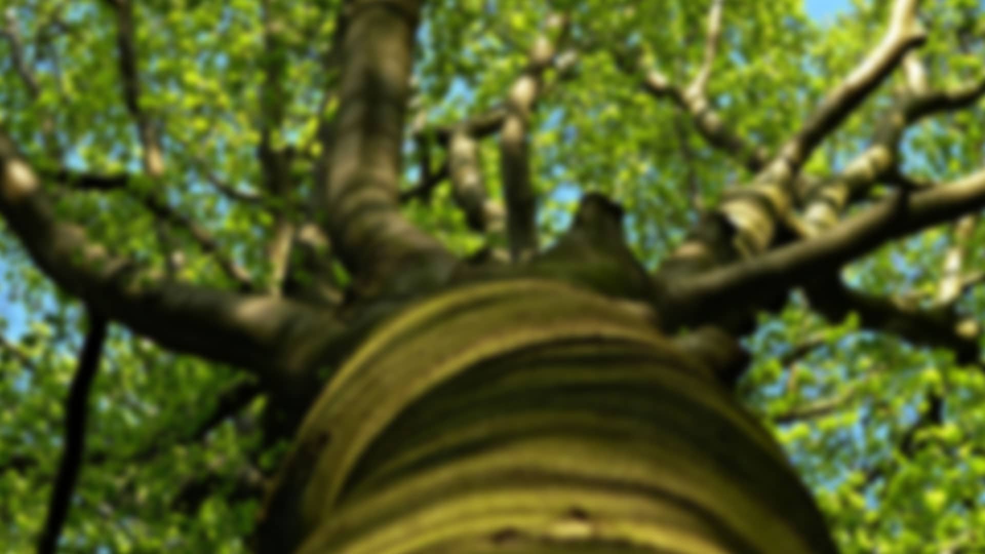 Bild 1 Baumpflege Eifler in Mülheim-Kärlich