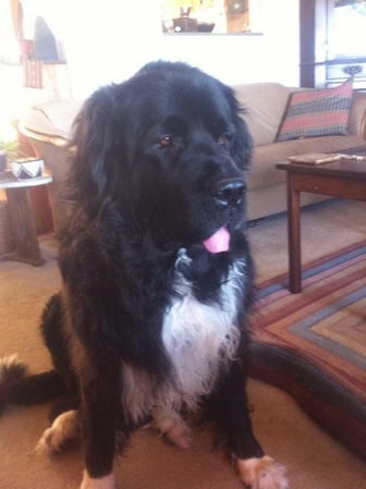 Images Creature Comforts Pet Sitting & Services