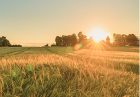 A large field at sunrise.