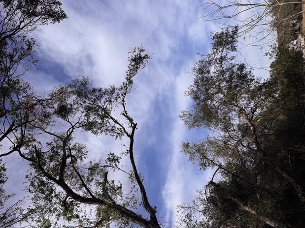 Images Trent's Tree Service The Neighborhood Arborist LLC