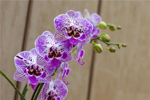 Images Blossom Hotel Houston, Curio Collection by Hilton