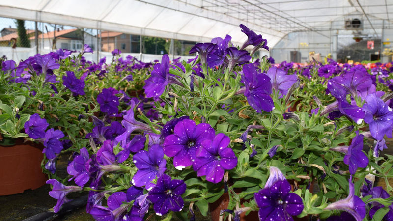 Images Floricoltura Casali Azienda Agricola
