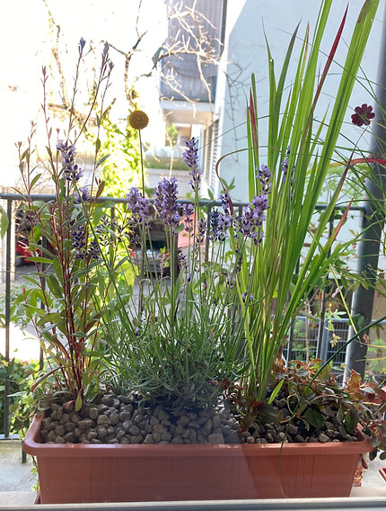 Emilia Mihalydeakpal DaMa Pflanzendesign, Felsplattenstrasse 24 in Basel