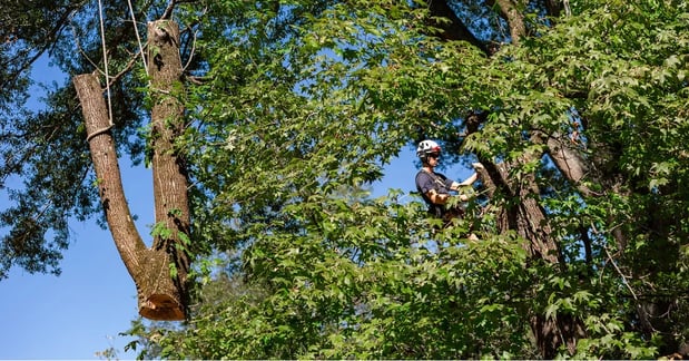 Images Heritage Tree Services