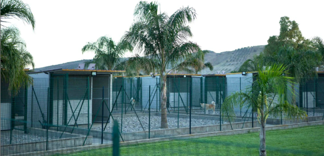 Images Your Dog Resort