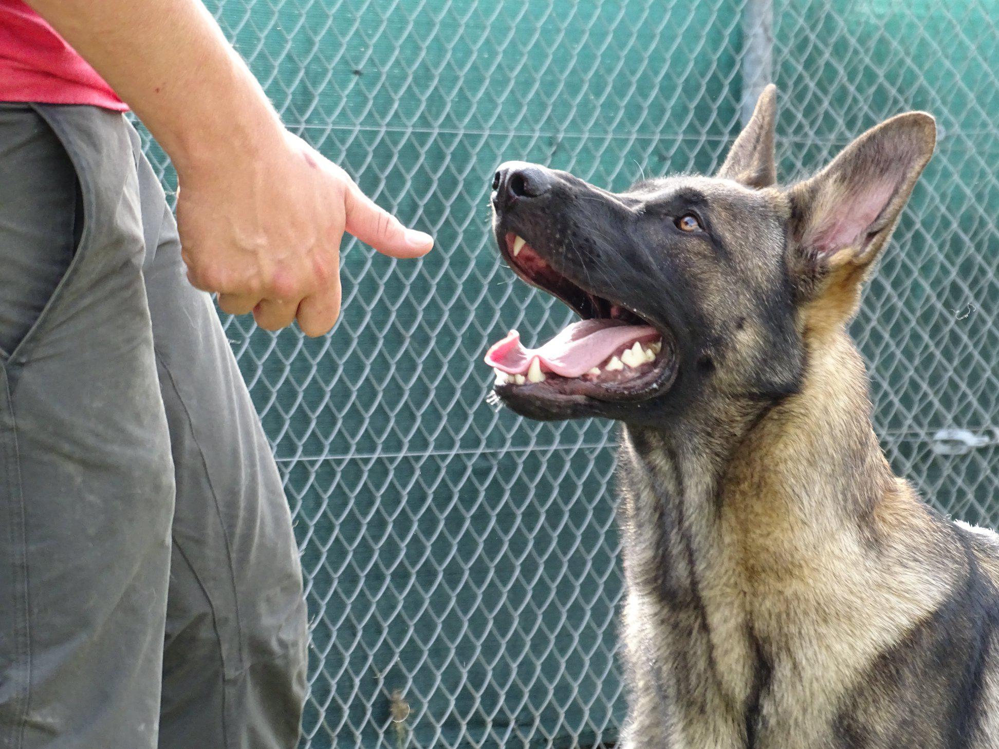 Tierhotel 5 Stern, Grienackerweg 3 in Niedergösgen
