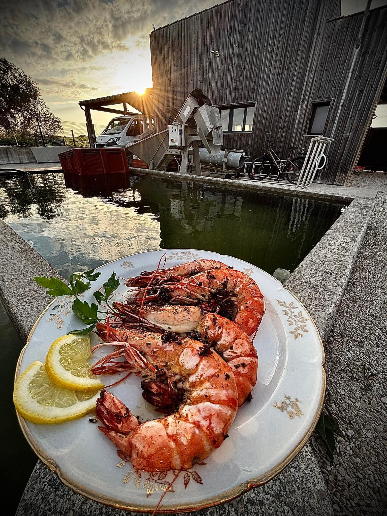 Gambas grillées Gambas grillées