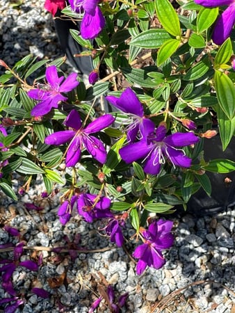 Images CW Willis Landscaping & Garden Center