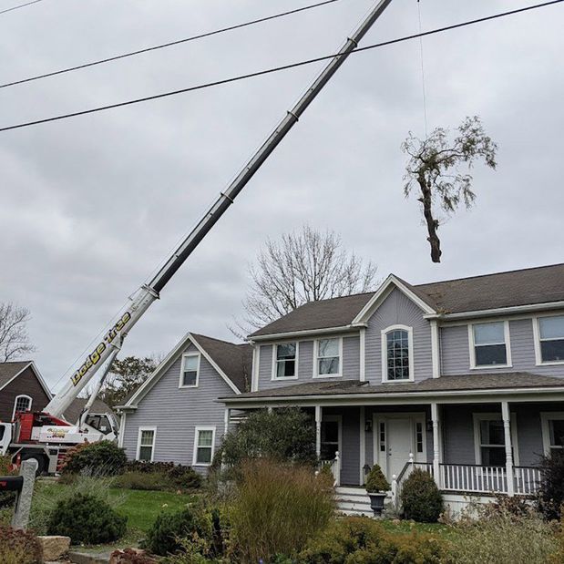 Images Dodge Tree Service Inc.