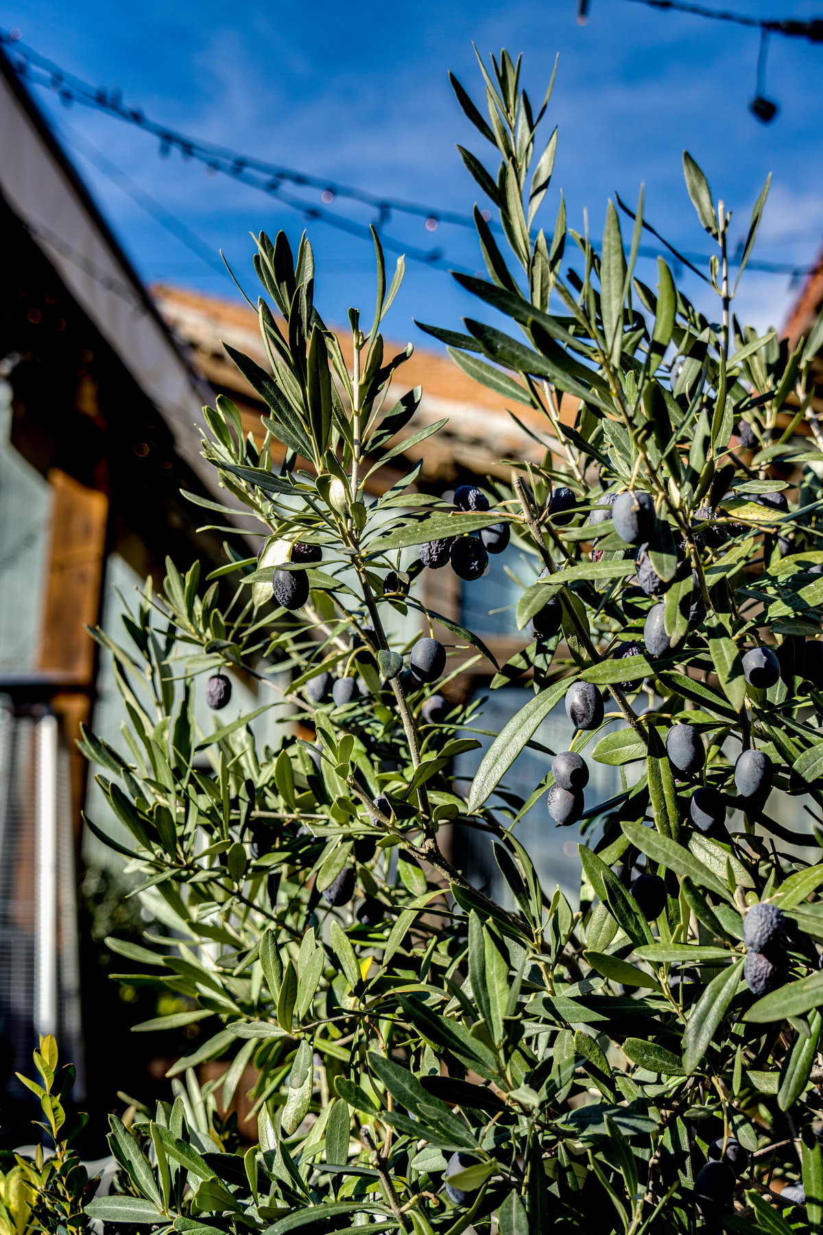 Images El Patio de los Olivos Restaurante Carnes a las Brasas y Arroces en el Mo