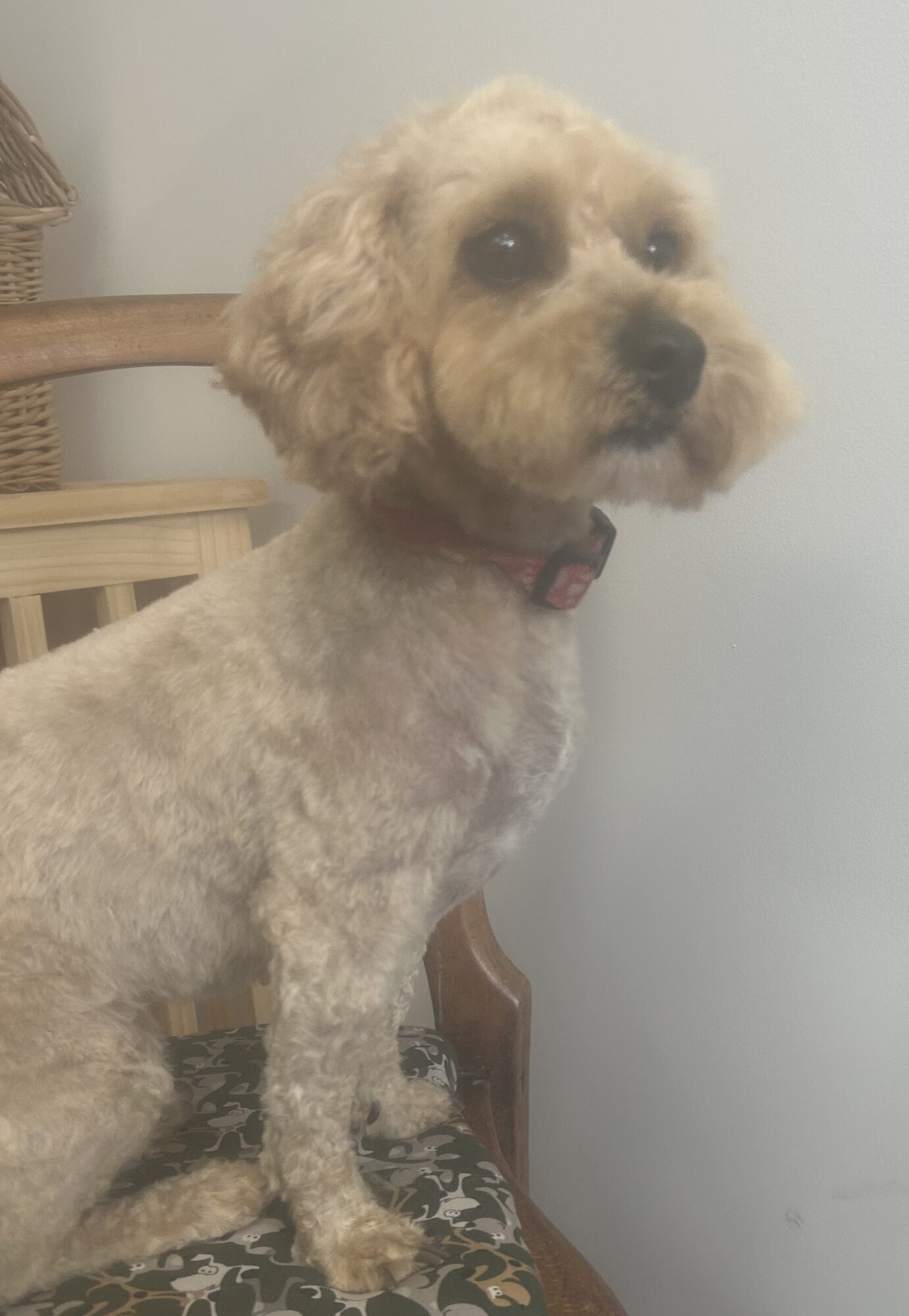 Images Me and My Dog