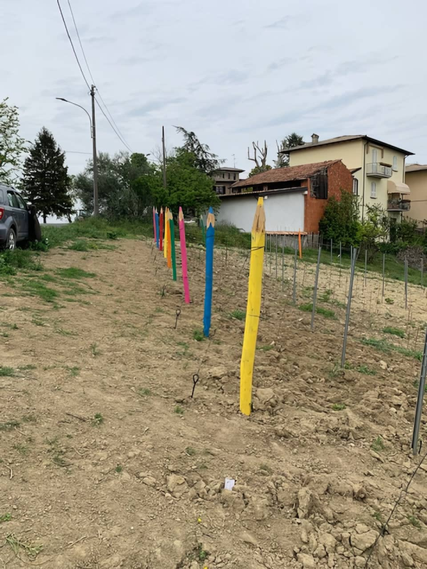 Images Azienda Agricola Ca'Rebecchi