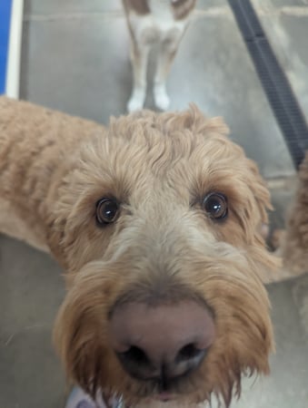 Images VCA Avondale Veterinary Hospital