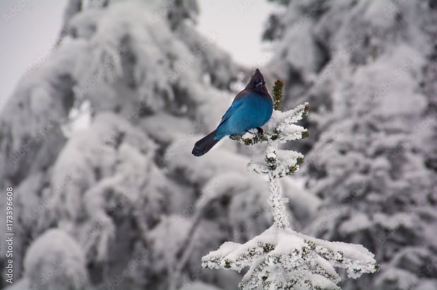 Images Hotel Indigo North Conway by IHG