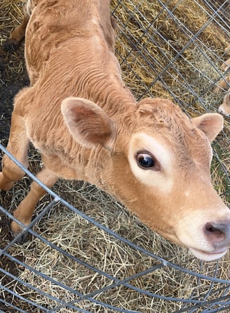 Images Michelle Belesky - State Farm Insurance Agent