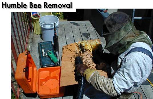Images Humble Bee Removal