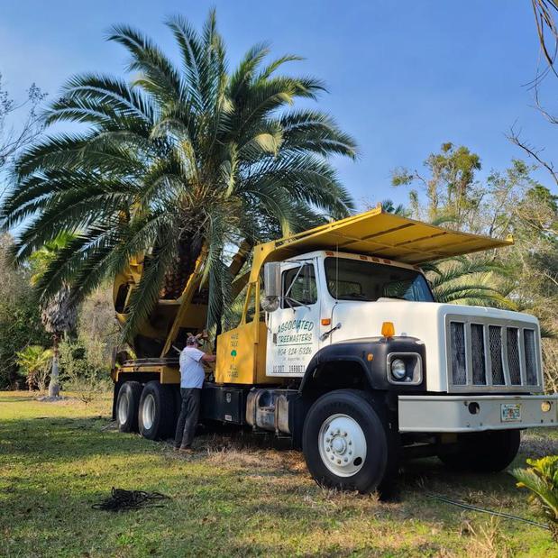 Images Associated Treemasters