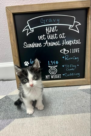 Images Sunshine Animal Hospital